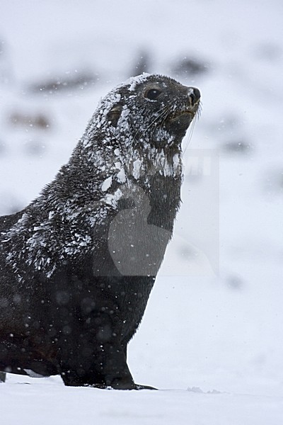 Antarctic Fur Seal closeup; Antarctische Pelsrob portret stock-image by Agami/Marc Guyt,