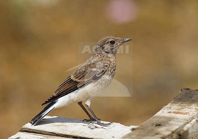 Juvenile Finsch's Wheatear (Oenanthe Finschii) in Northern Iran stock-image by Agami/Edwin Winkel,