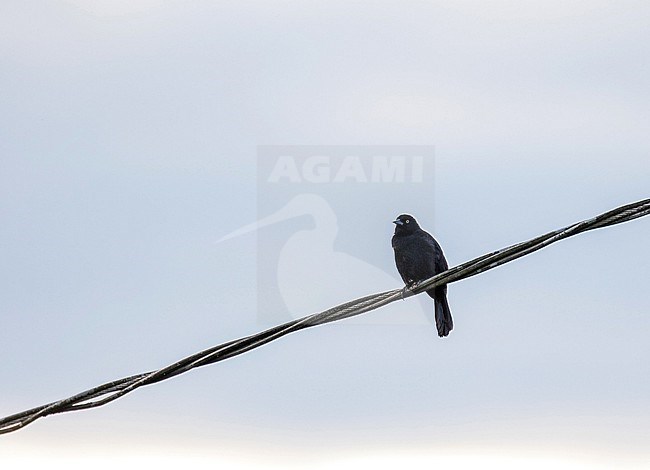 Male Pale-eyed Blackbird (Agelasticus xanthophthalmus) in northern Peru. Perched on electricity wire. stock-image by Agami/Pete Morris,