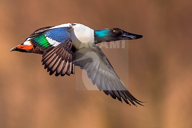 Northern Shoveler (Anas clypeata) in flight stock-image by Agami/Daniele Occhiato,