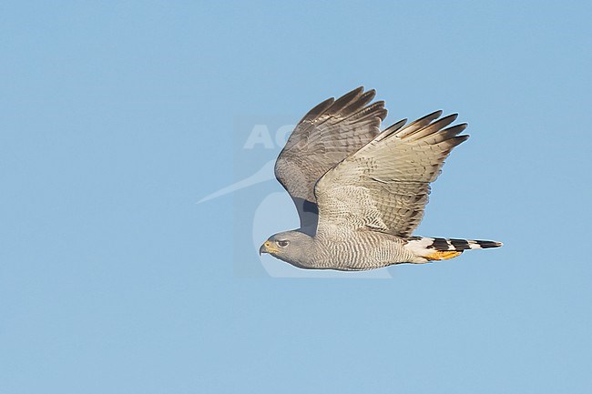 Adult
Pima Co., AZ
April 2024 stock-image by Agami/Brian E Small,