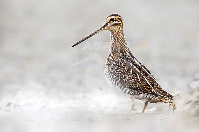 Common Snipe (Gallinago gallinago) in Italy. stock-image by Agami/Daniele Occhiato,