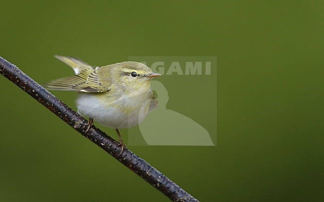 Wood Warbler (Phylloscopus sibilatrix) perched on a branch at North Zealand, Denmark stock-image by Agami/Helge Sorensen,