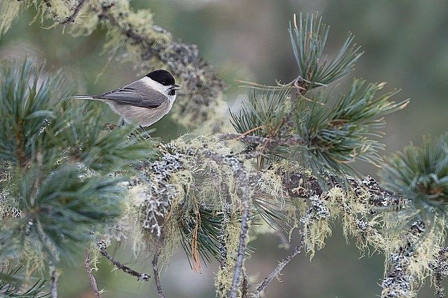 Willow Tit (Parus montanus) sitting on branches in alpine forest of Switzerland. stock-image by Agami/Marcel Burkhardt,
