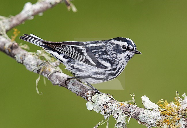 Adult male
Galveston Co., TX
April 2013 stock-image by Agami/Brian E Small,