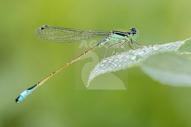 Blue-tailed Damselfly (Ischnura elegans), side view of a young male perched on a leaf covered with dew drops, Campania, Italy stock-image by Agami/Saverio Gatto,