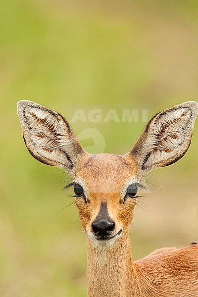 Vrouwtje Steenbokantilope, Female Steenbok stock-image by Agami/Wil Leurs,