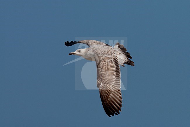 Eerste winter Pontische Meeuw in de vlucht; First winter Caspian Gull in flight stock-image by Agami/Arnold Meijer,