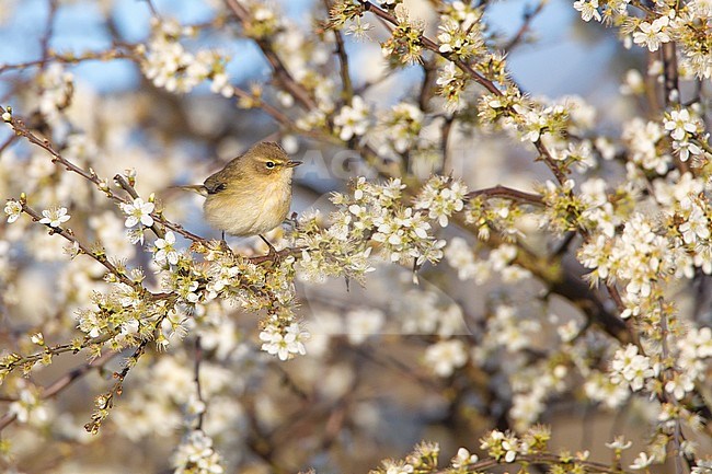 Common Chiffchaff (Phylloscopus collybita) perched in a tree in the Netherlands. stock-image by Agami/Menno van Duijn,