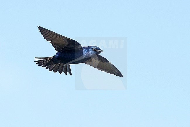 Adult male Purple Martin (Progne subis) in flight at Brazoria County, Texas, USA. stock-image by Agami/Brian E Small,