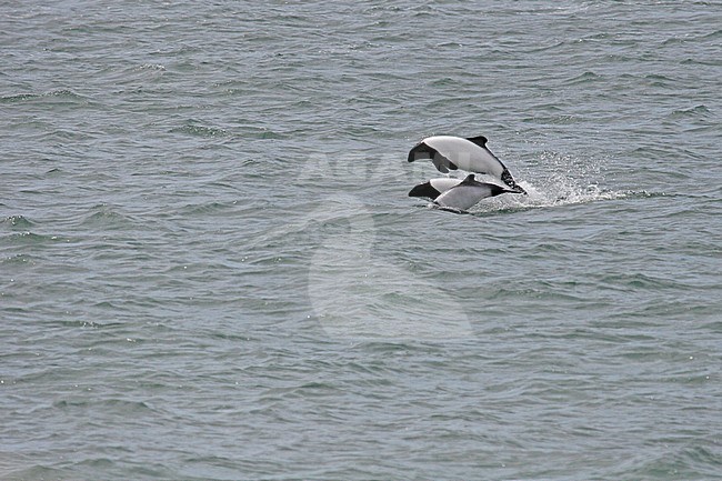 Commerson's dolphin jumping out of the sea stock-image by Agami/Pete Morris,