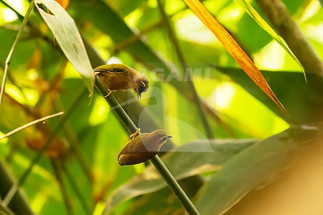 White browed Piculet, Sasia ochracea stock-image by Agami/Hans Germeraad,