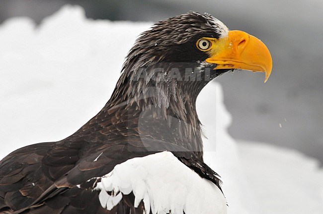Stellers Sea-eagle head close-up; Steller-zeearend kop beeldvullend stock-image by Agami/Hans Germeraad,