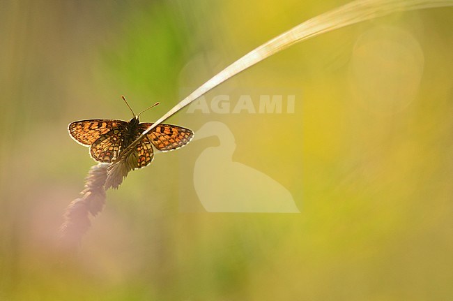 Bosparelmoervlinder / Heath Fritillary (Melitaea athalia) stock-image by Agami/Rob de Jong,
