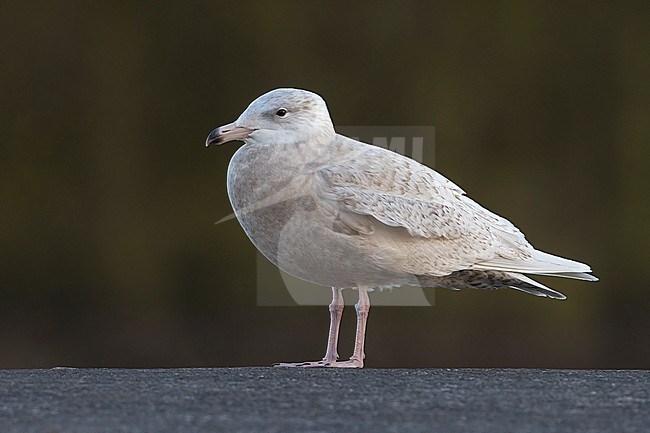 Grote Burgemeester, Glaucous Gull, Larus hyperboreus stock-image by Agami/Daniele Occhiato,