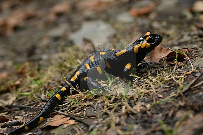 Vuursalamander, Fire salamander stock-image by Agami/Menno van Duijn,