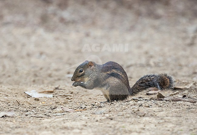 Indochinese Ground Squirrel (Menetes berdmorei) in Vietnam. Also known as Berdmore's ground squirrel. stock-image by Agami/Pete Morris,