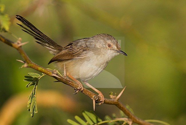 Graceful Prinia - Streifenprinie - Prinia gracilis ssp. yemenensis, southern Oman stock-image by Agami/Ralph Martin,