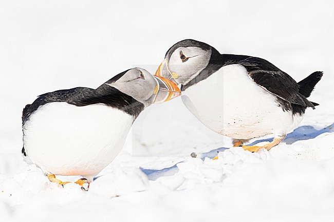  stock-image by Agami/Menno van Duijn,