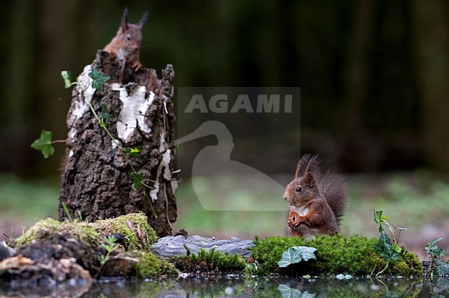 Twee eekhoorns op zoek naar voedsel; stock-image by Agami/Han Bouwmeester,