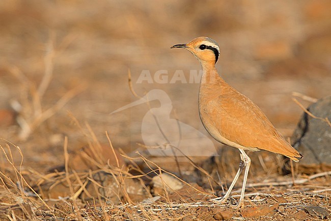 Cream-colored courser,Adult,  Santiago, Cape Verde (Cursorius cursor) stock-image by Agami/Saverio Gatto,