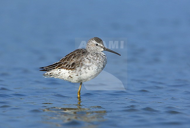 Stilt Sandpiper 02/04/2017 at leonabelle turnbull birding center - Texas stock-image by Agami/Aurélien Audevard,