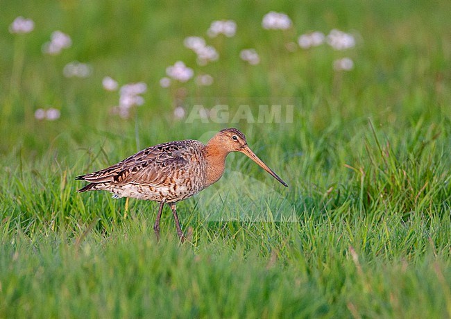 Adult Black-tailed Godwit (Limosa limosa) in the Netherlands. Walking in a green spring meadow. stock-image by Agami/Marc Guyt,