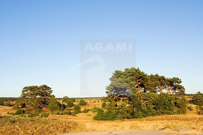 Kootwijkerzand, Kootwijk, Veluwe, Netherlands stock-image by Agami/Marc Guyt,