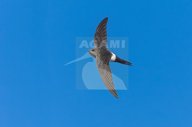 Probably second calendar year Pacific Swift (Apus pacificus) flying over Corrnaiano, Italy. stock-image by Agami/Vincent Legrand,