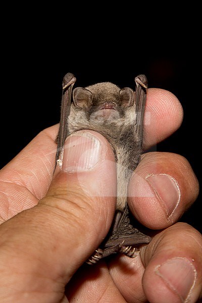 Schreibers Vleermuis in de hand voor onderzoek, Schreibers' Bat in hand for research stock-image by Agami/Theo Douma,