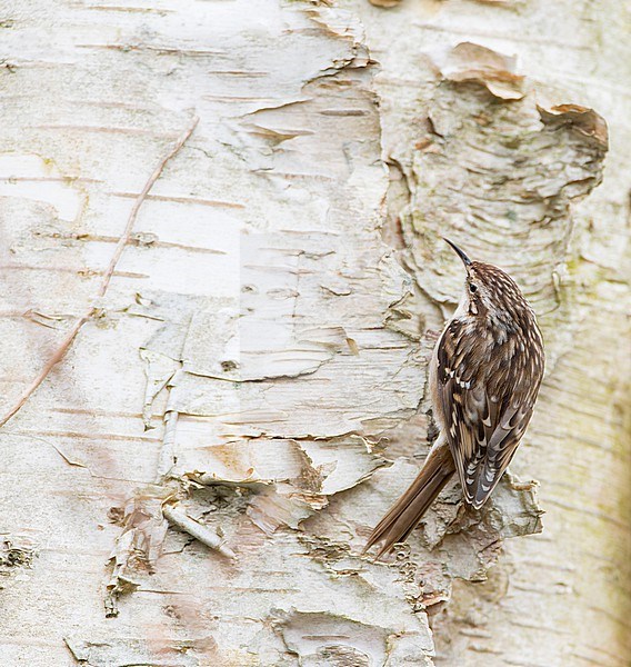 Short-toed Treecreeper (Certhia brachydactyla) foraging on a tree in the Netherlands. stock-image by Agami/Marc Guyt,