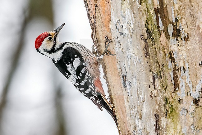 Adult male White-backed woodpecker (Dendrocopos leucotos leucotos) ringed perched on a tree in Ramsholmen, Tammisaari, SW Finland. stock-image by Agami/Vincent Legrand,