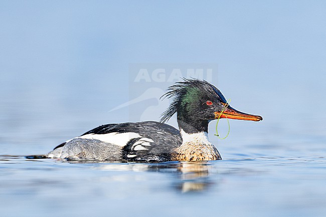  stock-image by Agami/Menno van Duijn,