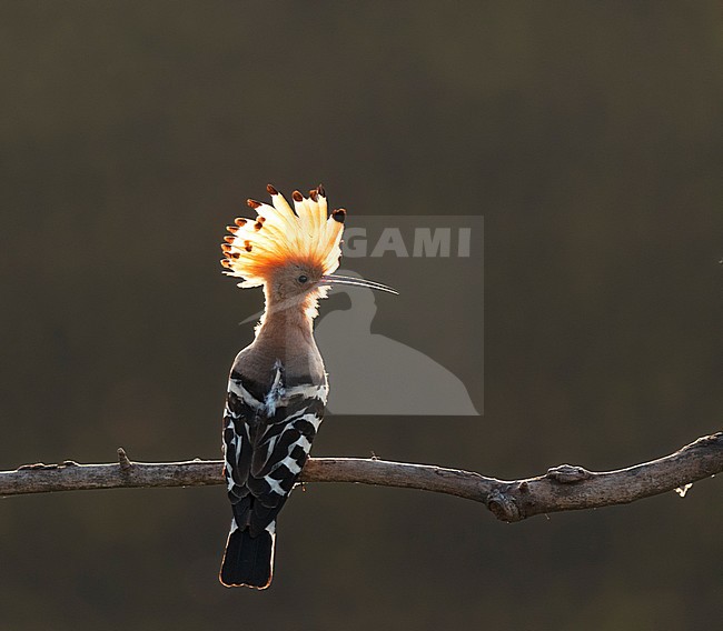 Hop, Eurasian Hoopoe stock-image by Agami/Bence Mate,