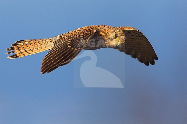 Female Common Kestrel (Falco tinnunculus) hovering against a blue sky in Italy. Looking at the camera. stock-image by Agami/Daniele Occhiato,