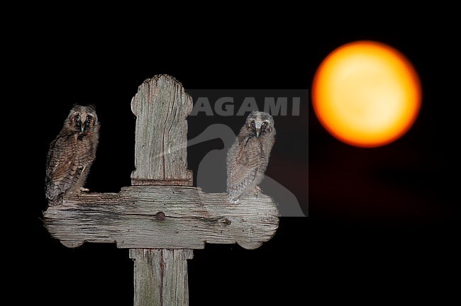 Two immature Long-eared Owls (Asio otus) sitting on a wooden cross in Hungary with setting orange sun in the background. stock-image by Agami/Bence Mate,