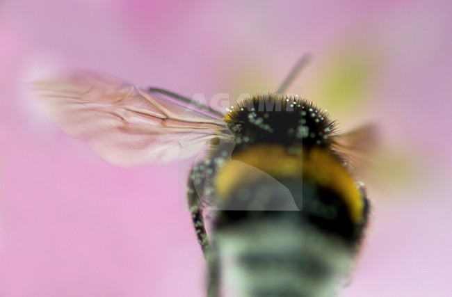 Zwevende aardhommel met roze achtergrond, Hovering Bumblebee in a pink background stock-image by Agami/Rob de Jong,
