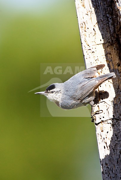 Mannetje Turkse Boomklever bij nesthol; Male KrÂŸper\'s Nuthatch at nest entrance stock-image by Agami/Marc Guyt,