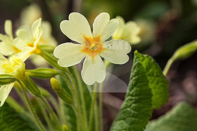 primrose flowers stock-image by Agami/Wil Leurs,