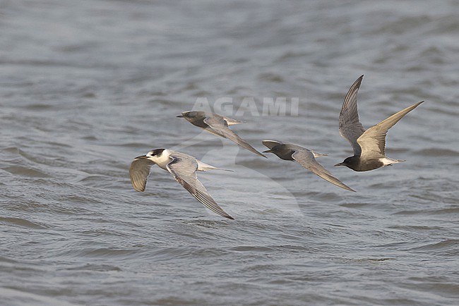Flock of four Black Terns (Chlidonias niger) in adult summer and winter plumage in flight. stock-image by Agami/David Monticelli,