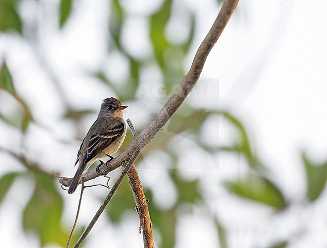Willow Flycatcher (Empidonax traillii) in Mexico. stock-image by Agami/Pete Morris,