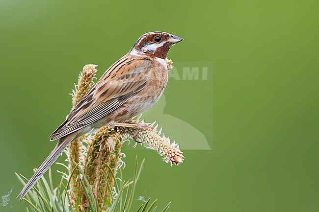 Adult male Pine Bunting (Emberiza leucocephalos leucocephalos) perched in a tree near lake Baikal in Russia. Perfect pose seen from the side. stock-image by Agami/Ralph Martin,