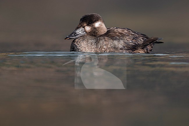 Female Surf Scoter stock-image by Agami/Daniele Occhiato,