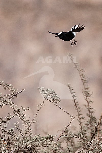 White-crowned Wheatear (Oenanthe leucopyga) flying away from acacia tree in a desert canyon near Eilat, Israel. stock-image by Agami/Marc Guyt,