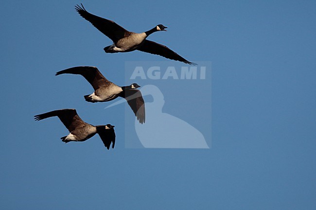 Canadese gans drie vogels in vlucht Nederland, Greater Canada Goose three birds in flight Netherlands stock-image by Agami/Wil Leurs,