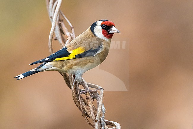 Goldfinch, Carduelis carduelis, in Italy. stock-image by Agami/Daniele Occhiato,