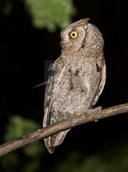 Eurasian Scops-Owl, Dwergooruil stock-image by Agami/Alain Ghignone,