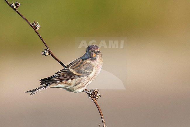 Mealy Redpoll (Acanthis flammea) during autumn migration on the North Sea island Helgoland, Germany. stock-image by Agami/Marc Guyt,