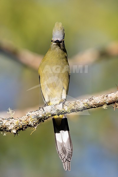 Female Long-tailed Silky-flycatcher (Ptiliogonys caudatus) perched on a branch in a rainforest in Panama. stock-image by Agami/Dubi Shapiro,