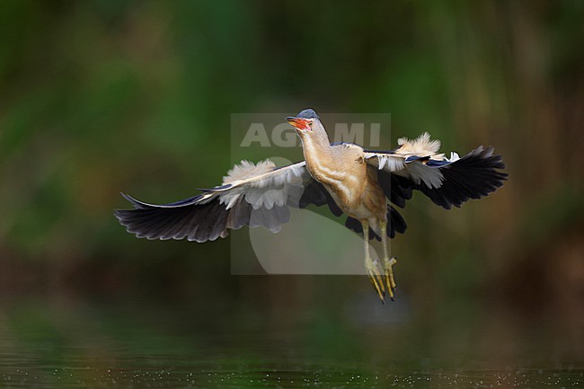 flying Little Bittern; stock-image by Agami/Chris van Rijswijk,